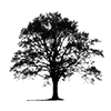 Beech_tree