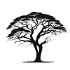 acaciA_1